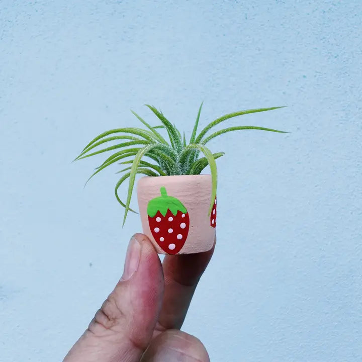 Berry Cute Mini Planter and Air Plant