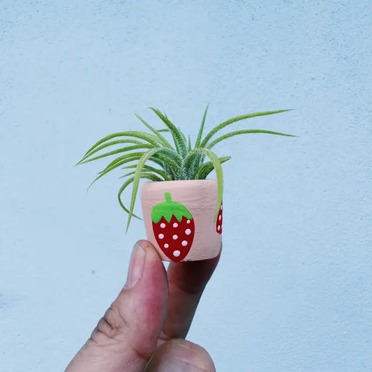 Berry Cute Mini Planter and Air Plant