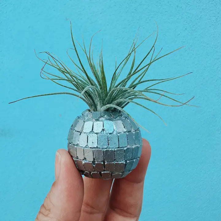 Disco Ball Mini Planter and Air Plant