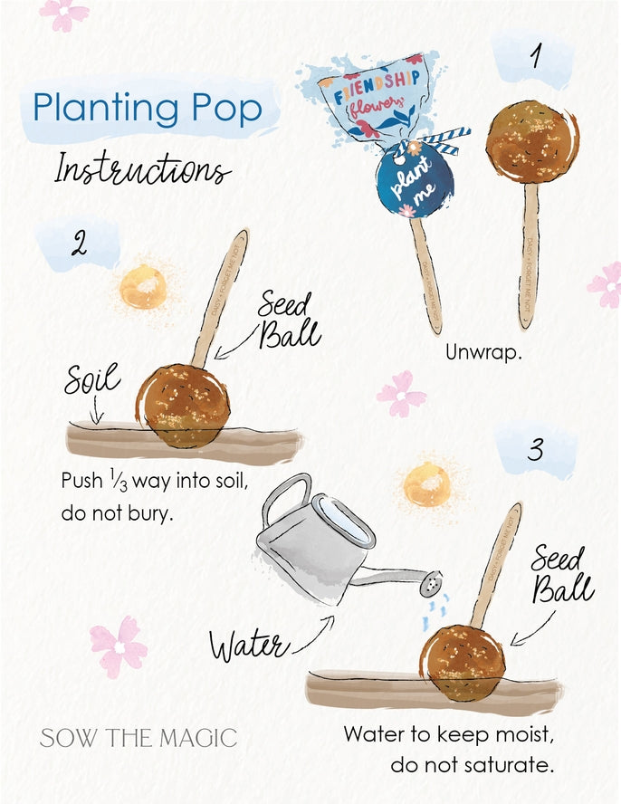 Daisy + Forget Me Not Friendship Seed Planting Pop