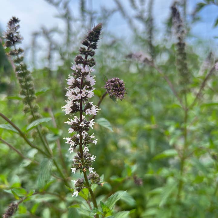 Peppermint Taro Garden Seed Packet