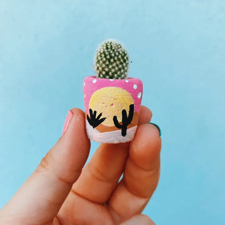 Desert Snow Mini Planter and Air Plant